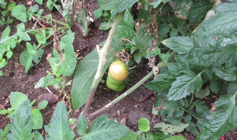 tomato starting to
                        ripen