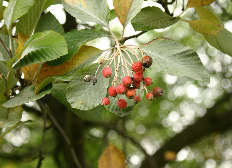 Hawthorn berries