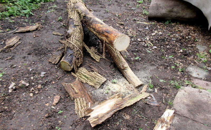 fresh wood after
                        cutting a log off