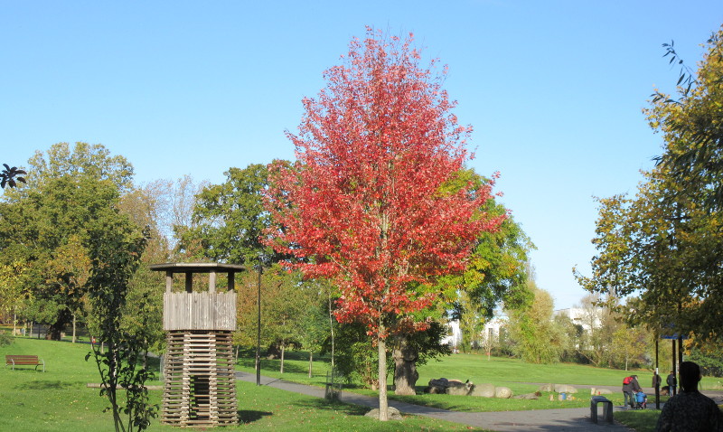 tree with autumn
                        colours