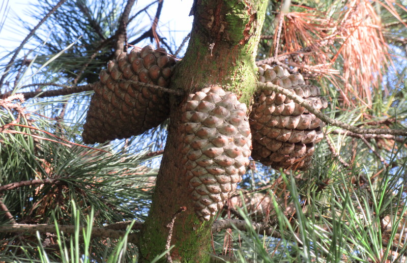 pine cones