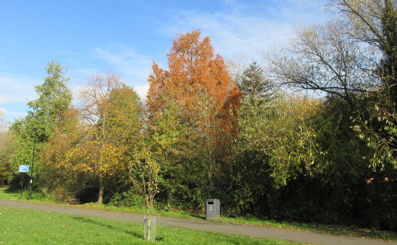 another tree with
                        copper coloured autumn leaves