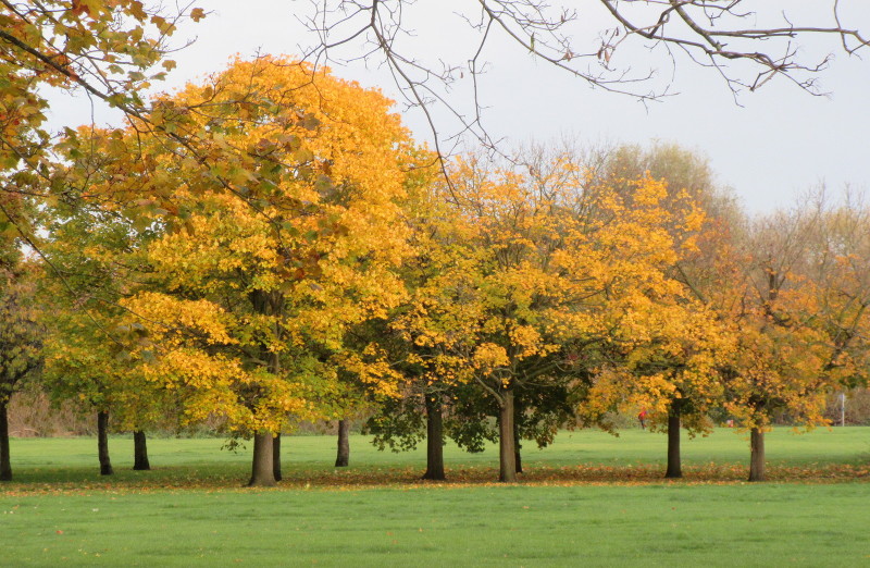 golden trees in
                        Beckenham Place Park