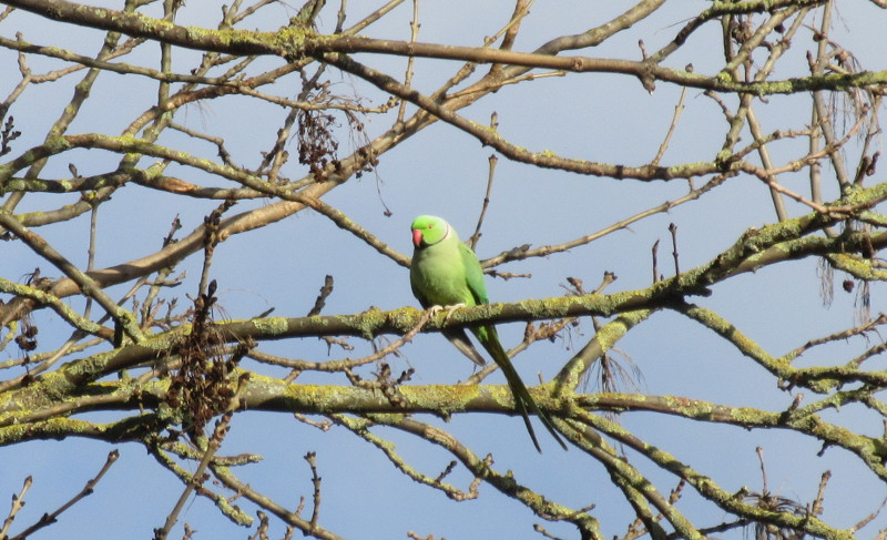 ring necked parakeet