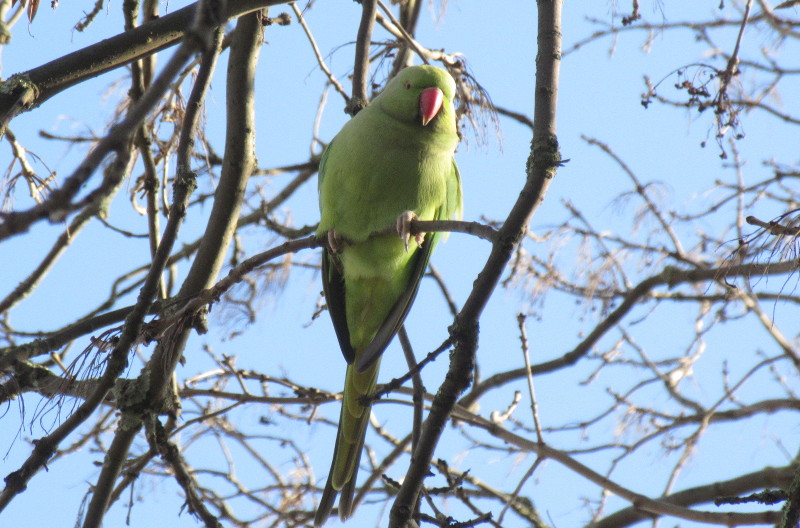 another ring necked
                      parakeet