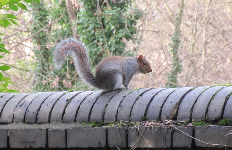 squirrel posing on a
                      wall