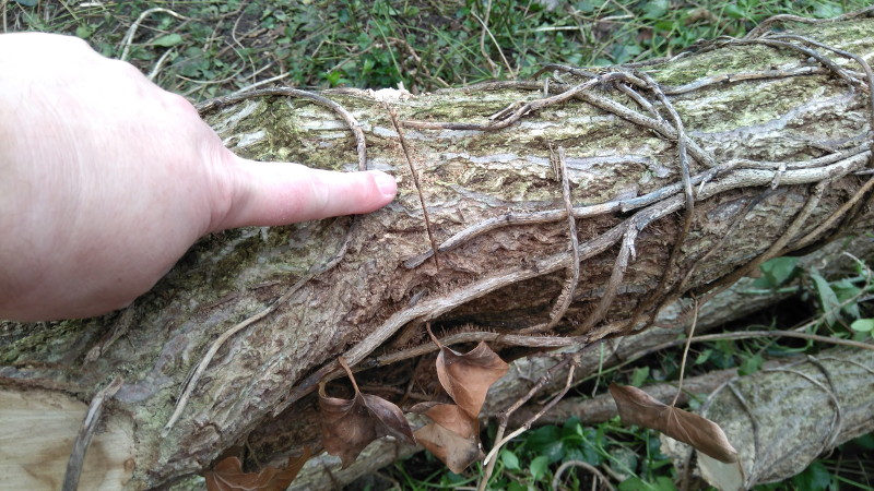 the start of a cut
                      through a thick bit of a branch