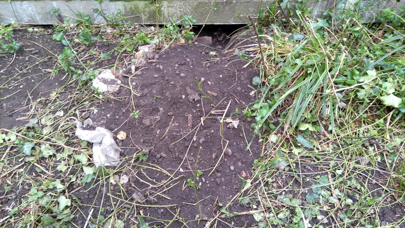 fresh soil outside fox
                      earth entrance