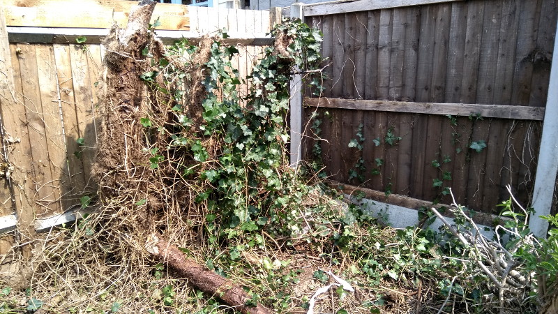 right hand back
                          corner of the garden gradually being cleared