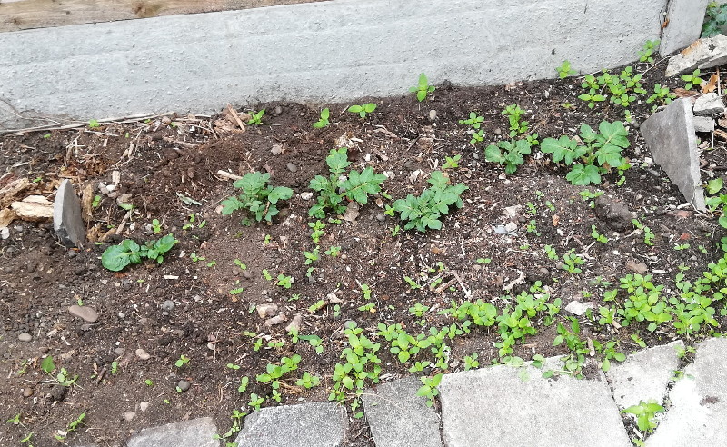 6 potato plants