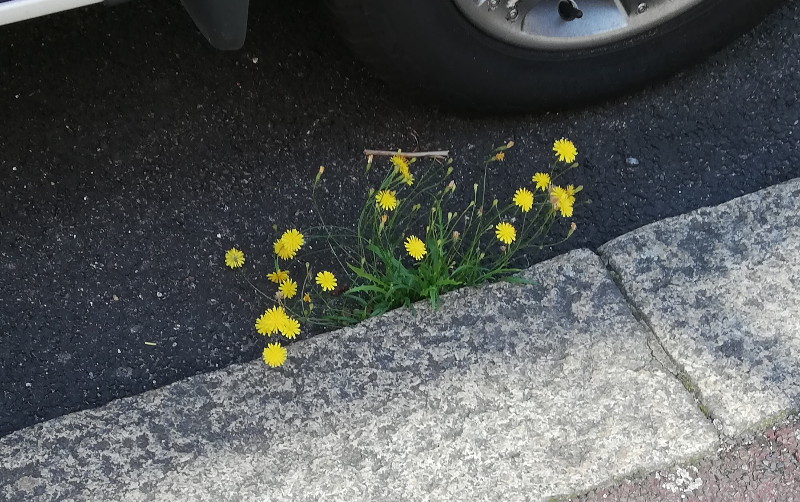 weed at side of the
                        road