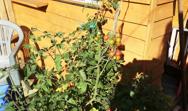 tomato plant