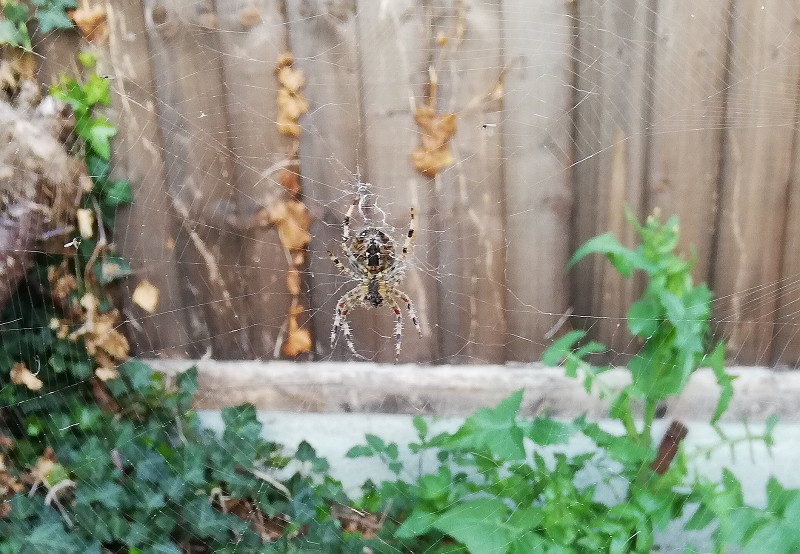 guardian of the corner
                        of the garden