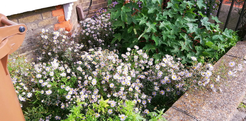 michaelmas daisies