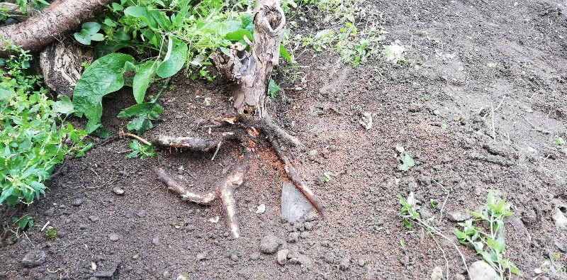 stump of a dead tree
                        that is being a bastard