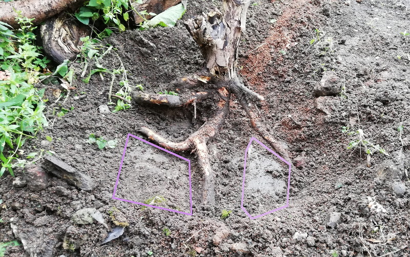 excavating a tree
                        stump