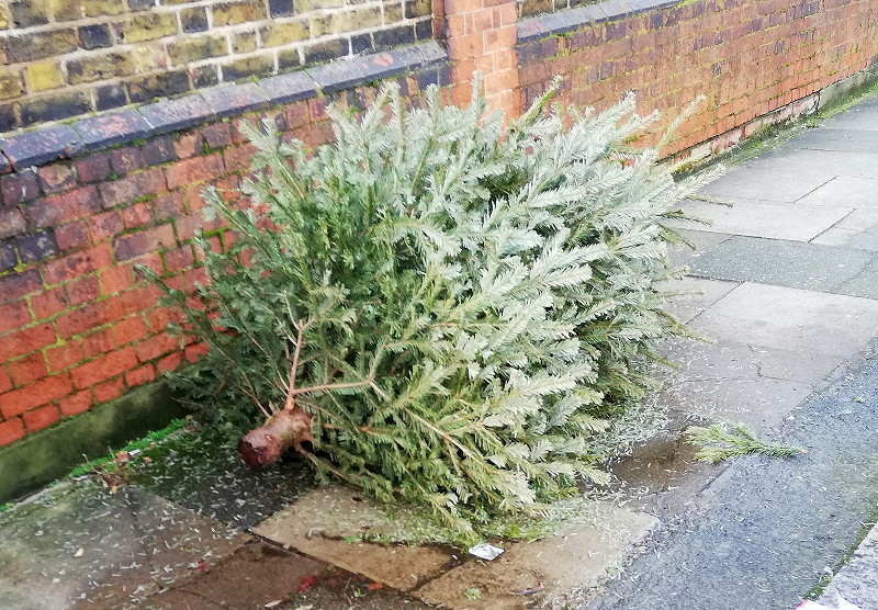 dumped Xmas tree