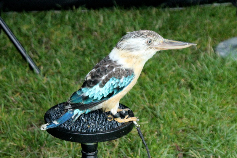 Kookaburra