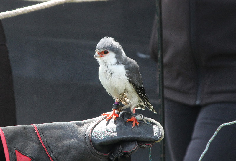 small bird on childs arm