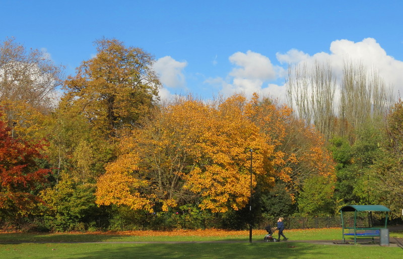 golden Autumn colours