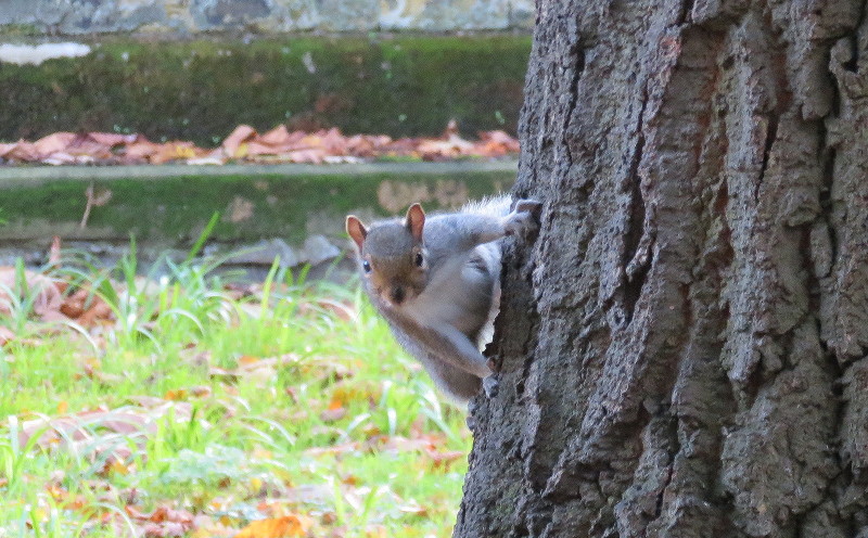 Squirrel on tree