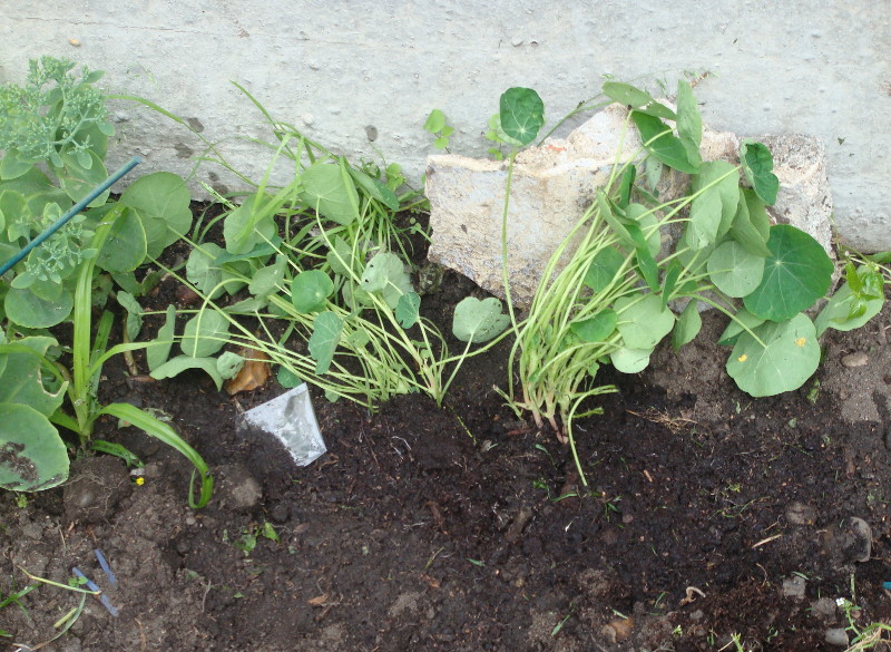 transplanted
                              nasturtiums