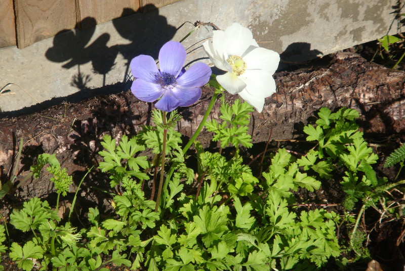 Campanulas
                              facing the rising sun