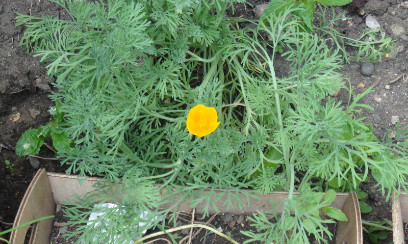 single yellow
                              flower