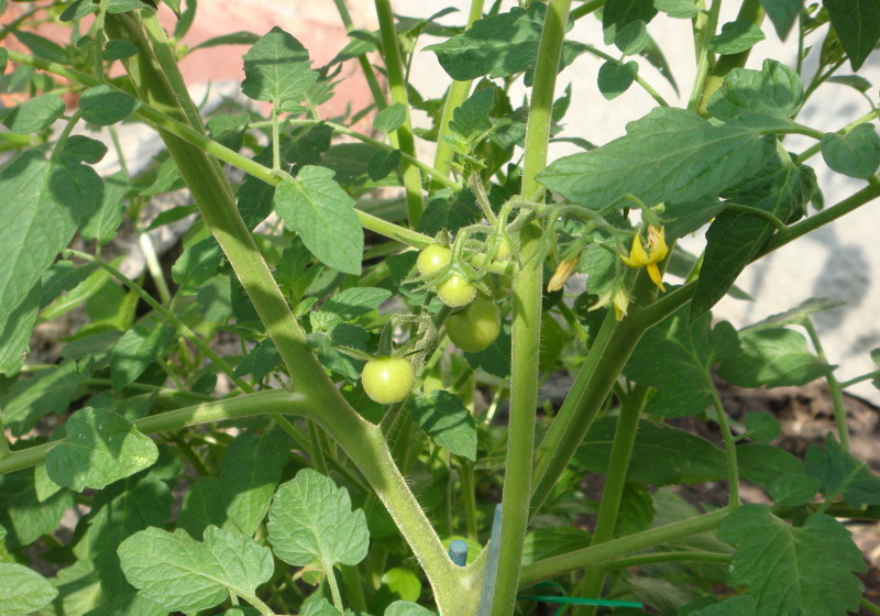 tomatoes