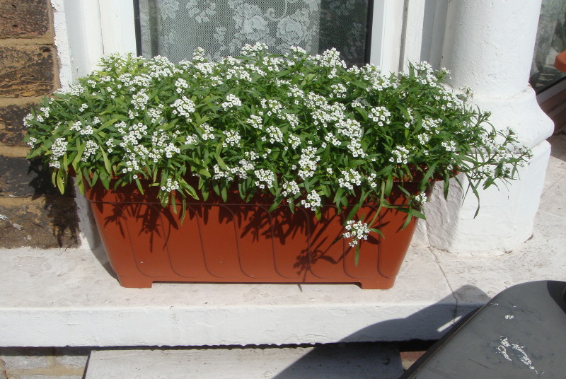 window box