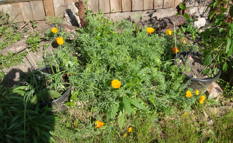 California
                              Poppy