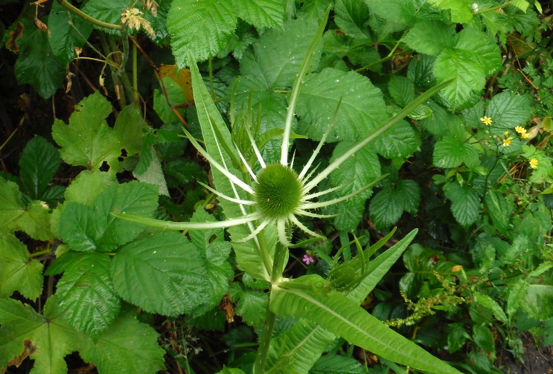 embryo teasel