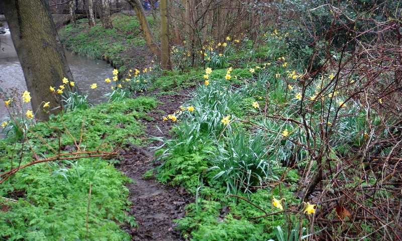 daffodils