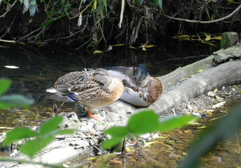 two ducks