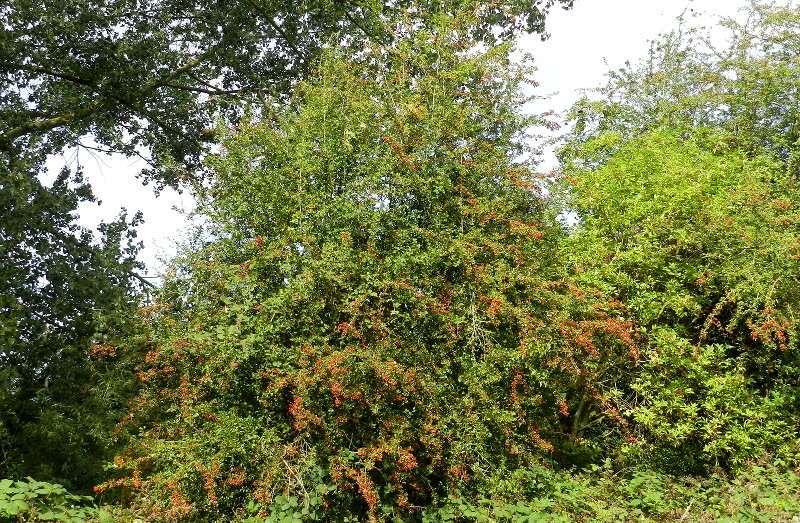 heavy crop of
                              berries