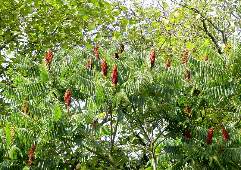 unknown
                              tree/shrub