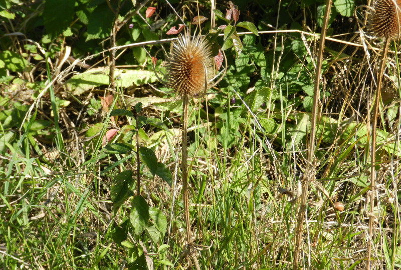 teasel