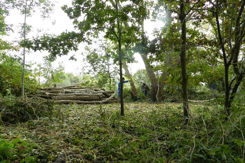 work going on in
                              the park