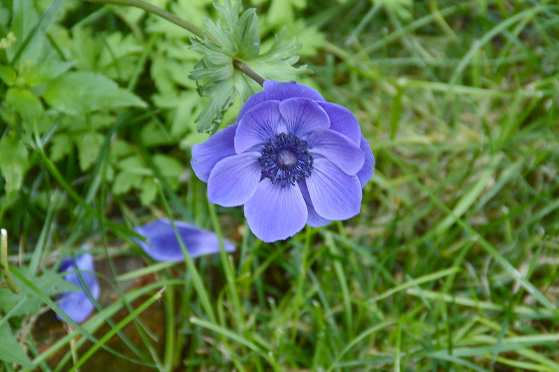 blue campanula