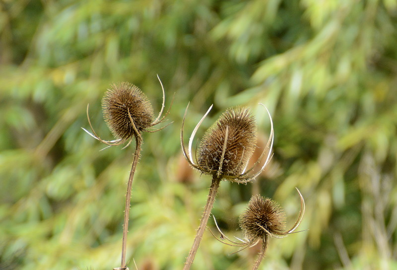 teasel