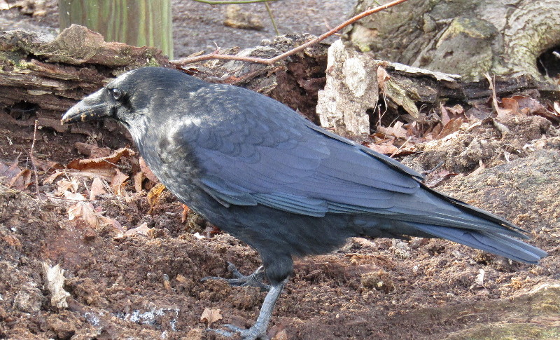 crow