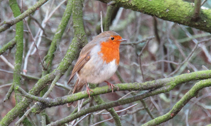 Robin