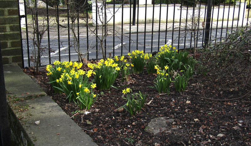 daffodils