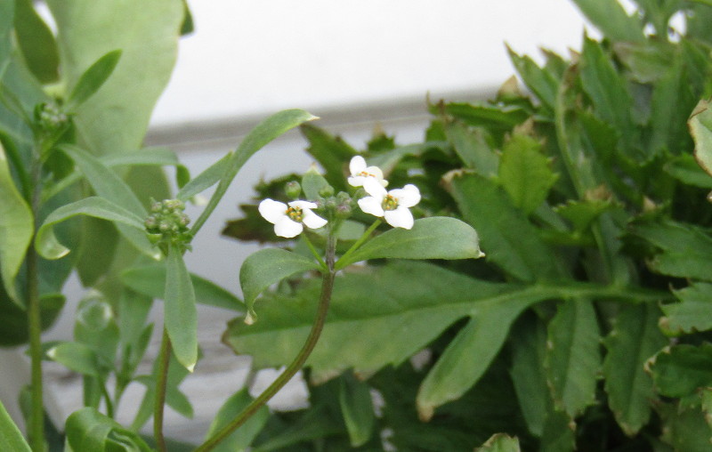 three small
                                  flowers