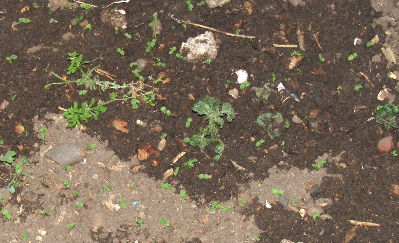 signs of
                                  life in the back garden