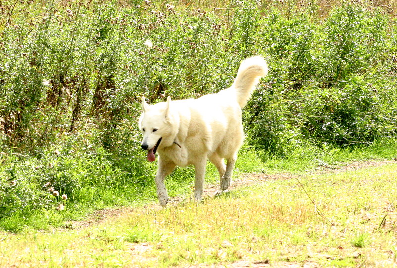 white dog