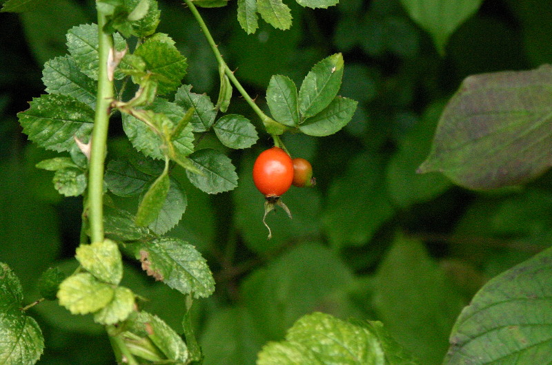 rose hip