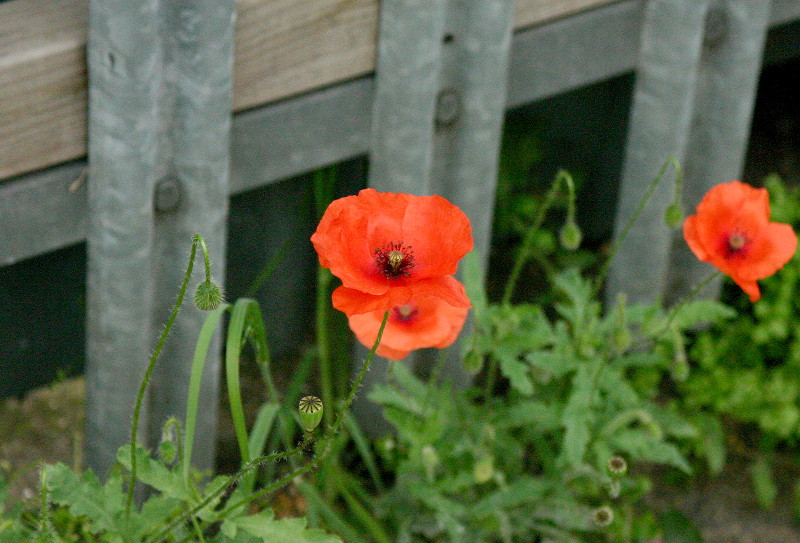 Poppies