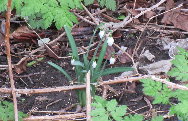 snowdrops