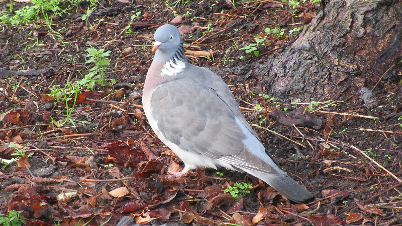 big fat pigeon
                          posing for me